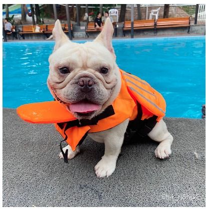 Pug life jacket swimming shop