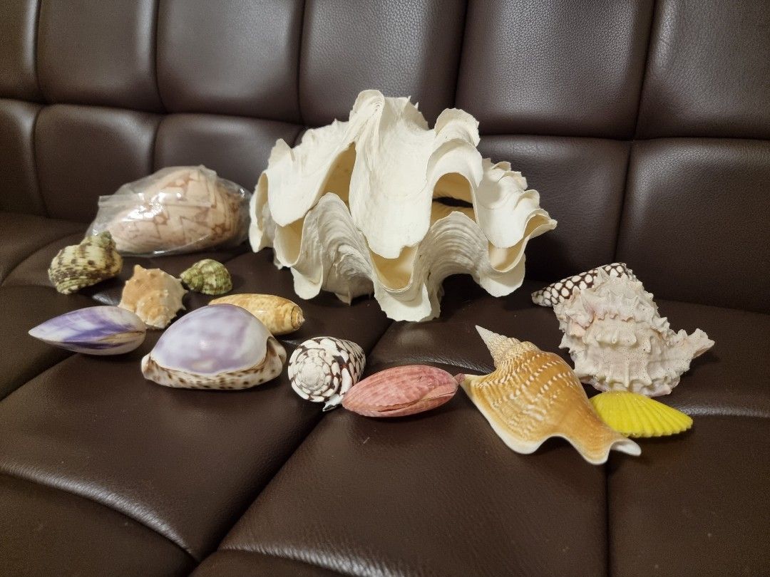 Seashell collections, Hobbies & Toys, Memorabilia & Collectibles ...