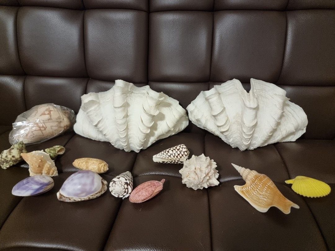 Seashell collections, Hobbies & Toys, Memorabilia & Collectibles