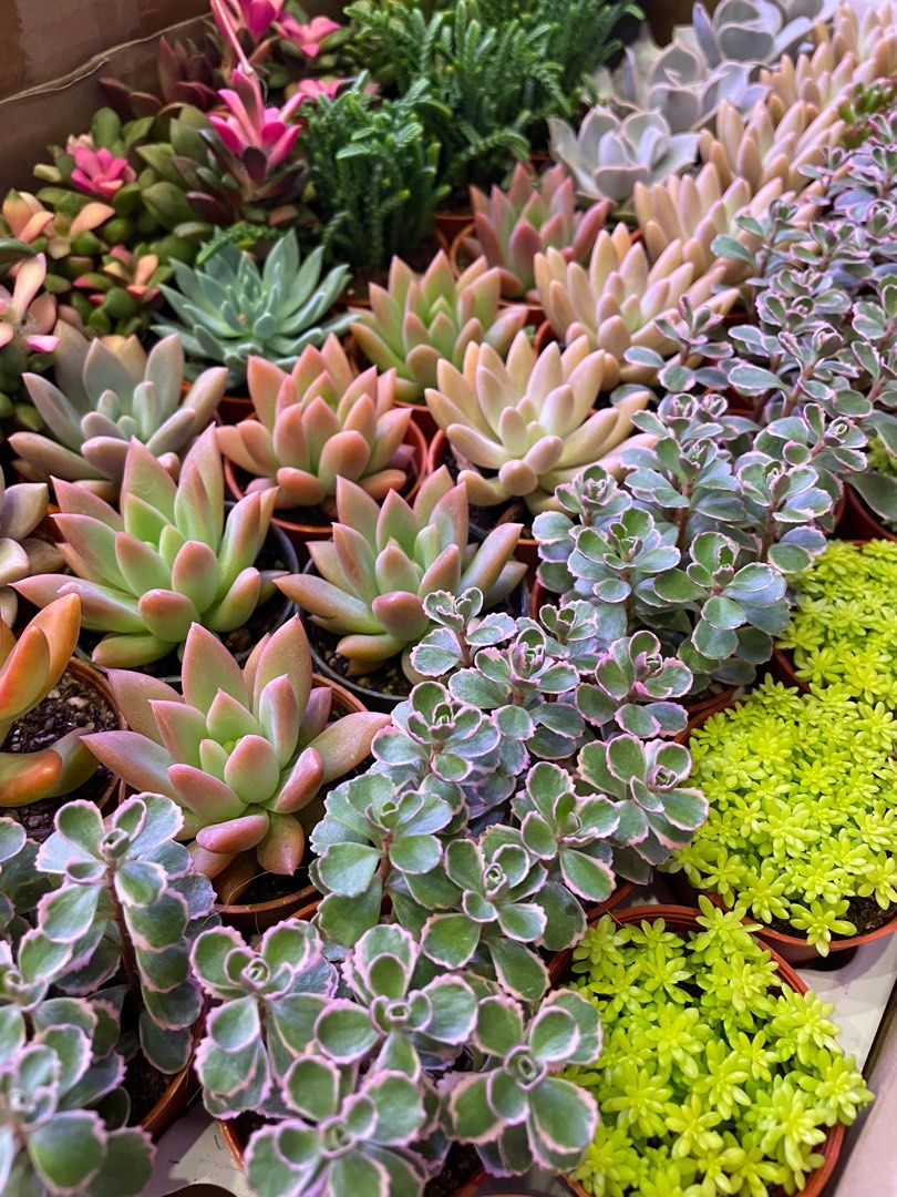 Terrarium Plants ~ Assorted Mini Cute Succulents/ Cactus & Indoor ...