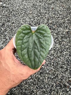 Anthurium luxurians
