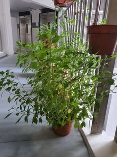 (Category: ) located in . Submitted by phuangmal (Listing ID 1244373841, Image 1). Description: .