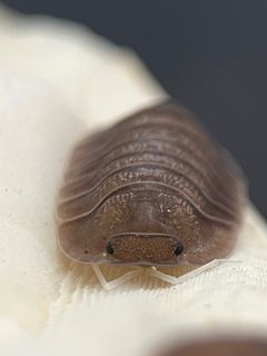 🌱cubaris soil isopods🌱