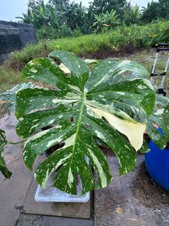 (Category: ) located in . Submitted by kungfuflora (Listing ID 1244302772, Image 1). Description: .