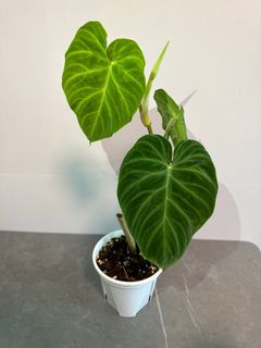 （分類：）位於 。 由 garygary.710 提交（商品編號 1240499624，圖片 1）。簡介： 。