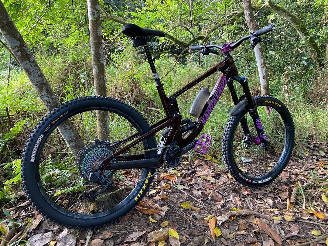 Santa cruz nomad eggplant 2025