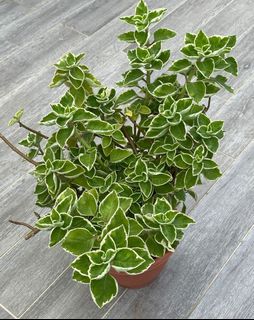 (Category: ) located in . Submitted by plantsman (Listing ID 1244306558, Image 1). Description: .