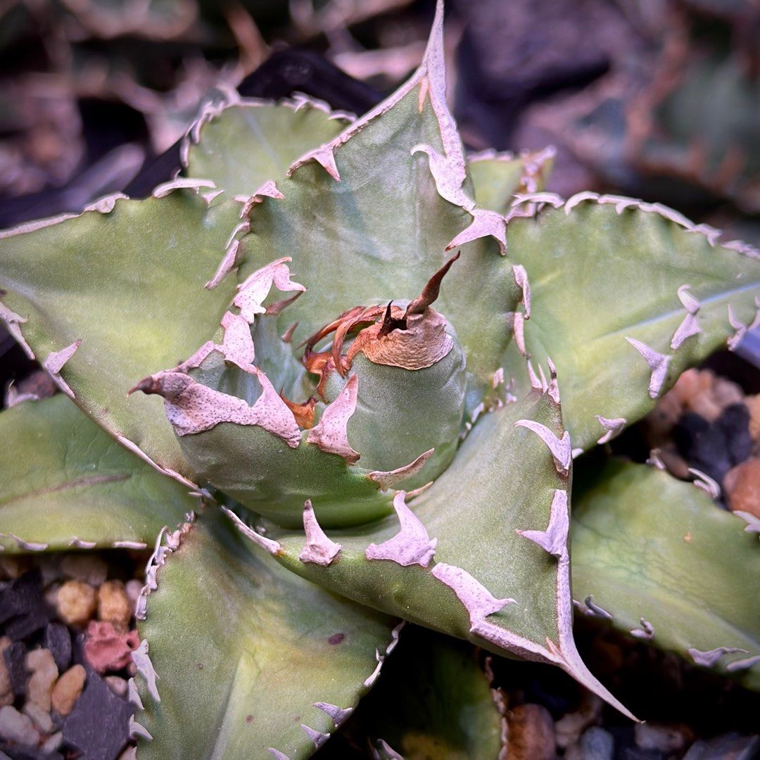 狂鯨鬼雨日蝕狂刺夕映小雨新白鯨嚴龍龍舌蘭Agave Titanota 'Solar 