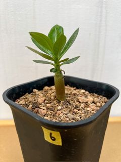（分類：）位於 。 由 apple678 提交（商品編號 1244558103，圖片 1）。簡介： 。
