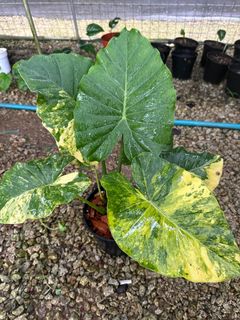 (Category: ) located in . Submitted by kungfuflora (Listing ID 1244497476, Image 1). Description: .