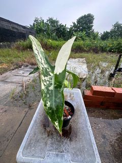 (Category: ) located in . Submitted by kungfuflora (Listing ID 1244497236, Image 1). Description: .