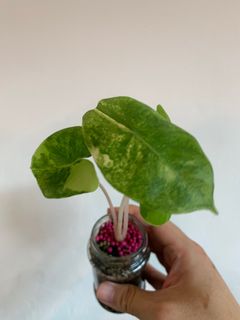 (Category: ) located in . Submitted by plantsforgood (Listing ID 1244553967, Image 1). Description: .