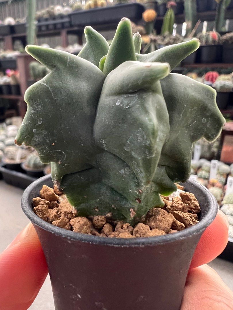 Astrophytum Myriostigma Kikko Nudum Furniture Home Living Gardening astrophytum-myriostigma-kikko-nudum-furniture-home-living-gardening