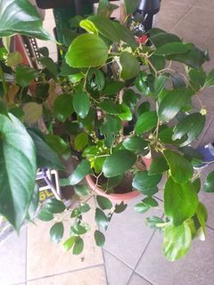Bidara plant