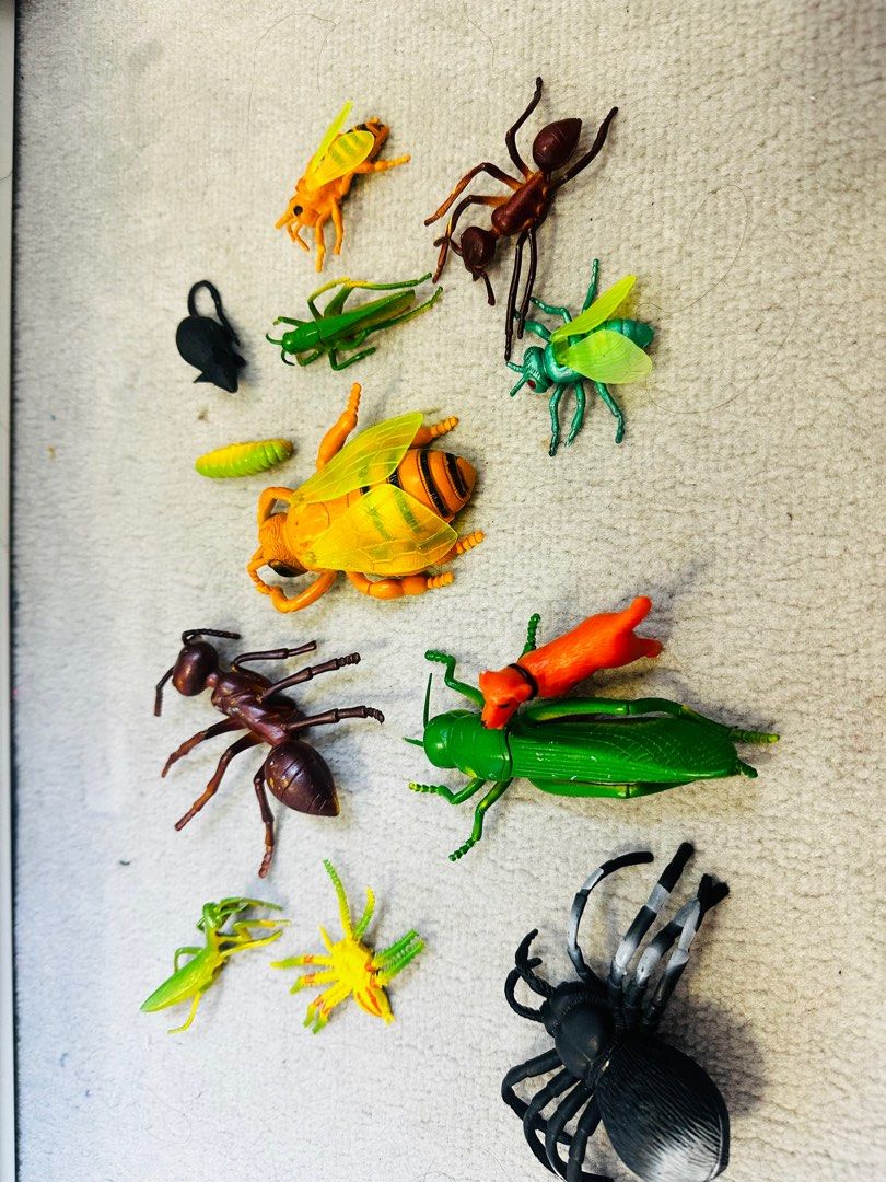 Insects for learning, Hobbies & Toys, Toys & Games on Carousell