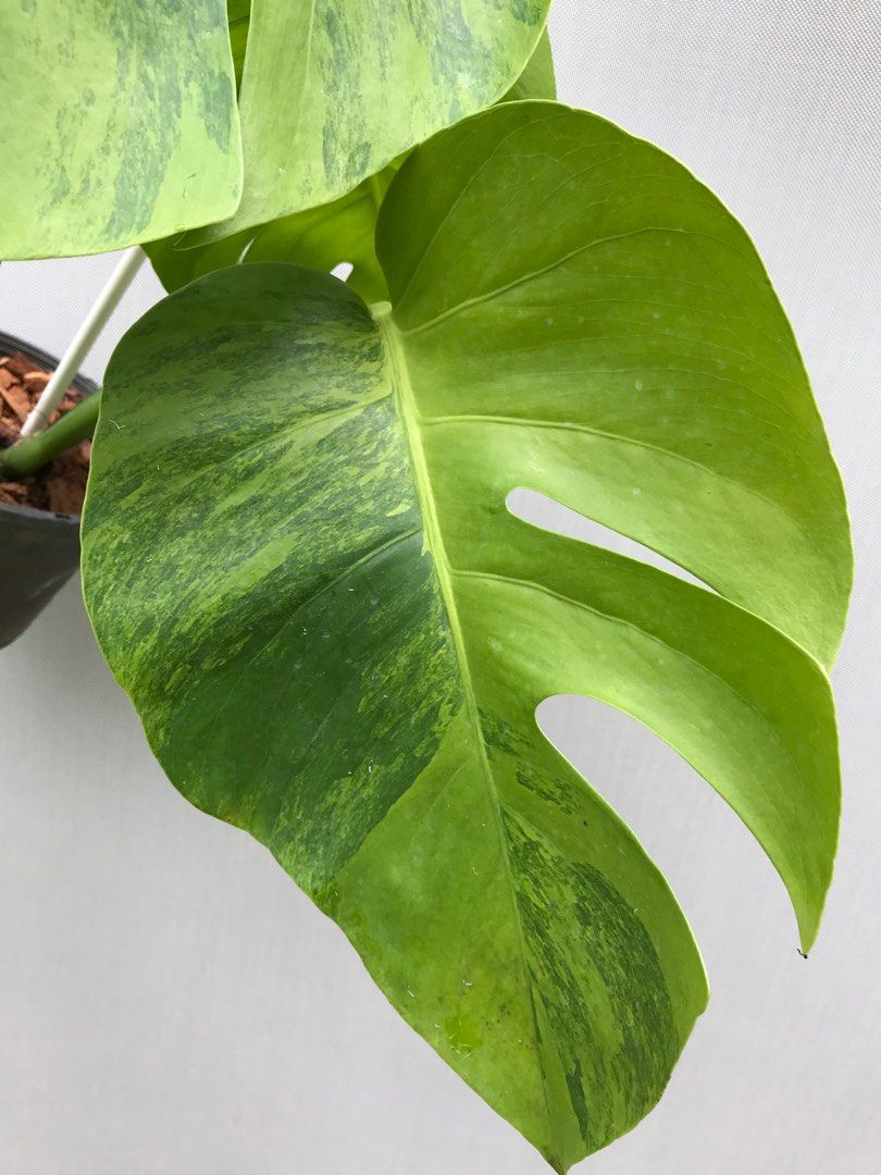 Monstera deliciosa v GreenonGreen'Match' Monstera ( GREEN ON GREEN