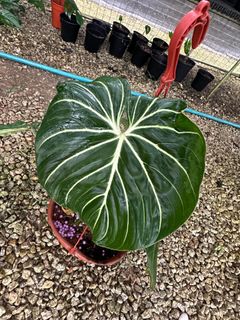 (Category: ) located in . Submitted by kungfuflora (Listing ID 1244497826, Image 1). Description: .
