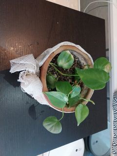 (Category: ) located in . Submitted by 1dollarplants (Listing ID 1244476334, Image 1). Description: .