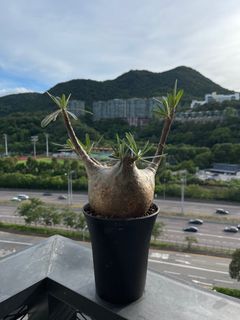 （分類：）位於 。 由 madsakr 提交（商品編號 1244759508，圖片 1）。簡介： 。