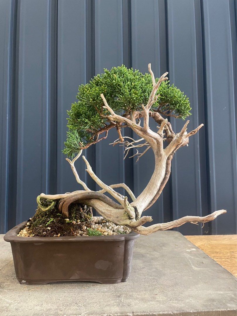 ※お値打ち※ 特別　格安　石化檜【盆栽】三幹　檜　黒松　真柏　BONSAI2023年春新芽確認済み