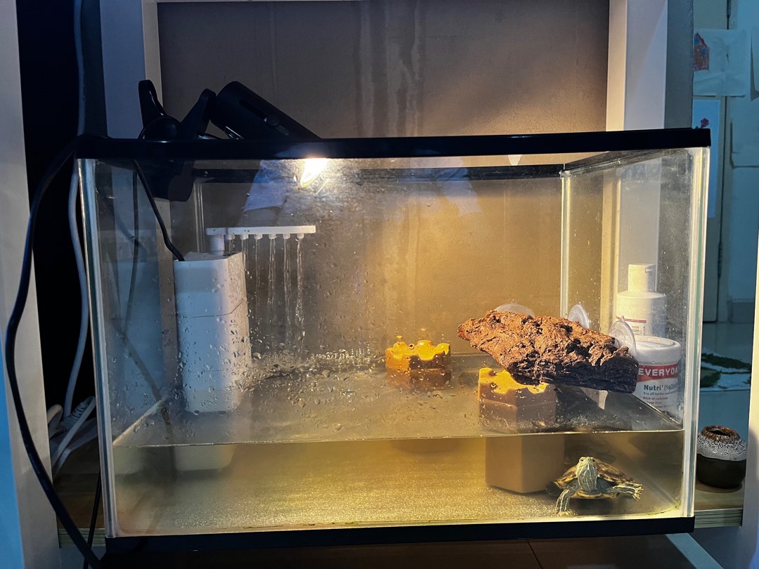 Fish tank , filter , rack, light, Pet Supplies, Homes & Other Pet Accessories on Carousell