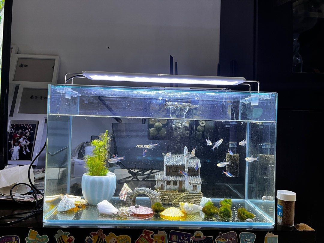 Fish tank , filter , rack, light, Pet Supplies, Homes & Other Pet Accessories on Carousell