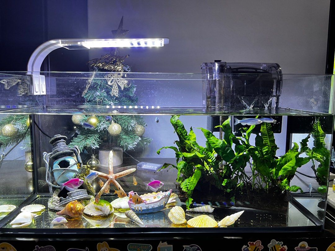 Fish tank , filter , rack, light, Pet Supplies, Homes & Other Pet Accessories on Carousell