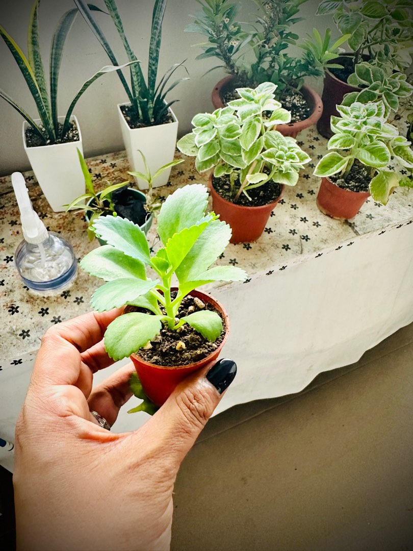 Free Mother of Thousand Plants, Furniture &amp; Home Living, Gardening ...