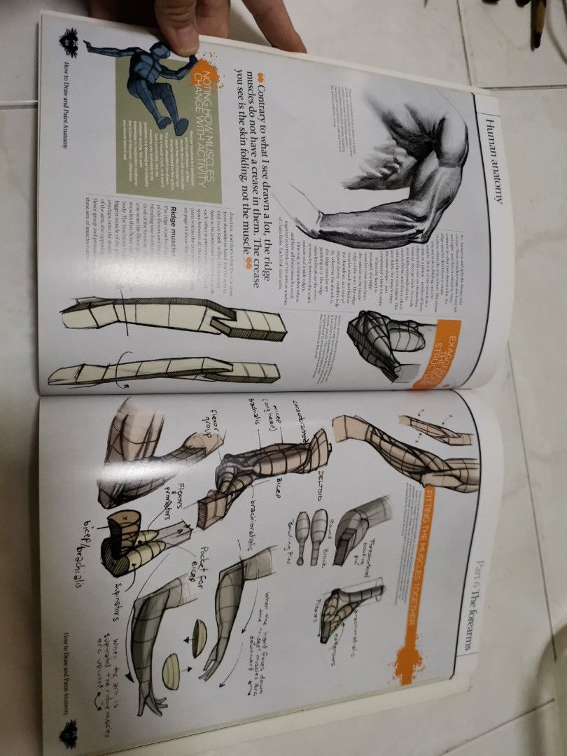 How to draw and paint anatomy, realistic humans and animals drawing guide, Hobbies & Toys