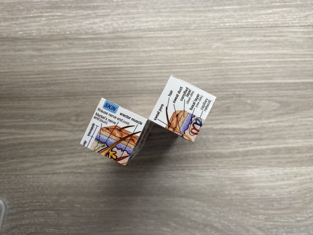 Human Anatomy Structure 3D Block on Carousell