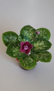 （分類：）位於 。 由 epicfalcon.d5475e 提交（商品編號 1244703556，圖片 1）。簡介： 。
