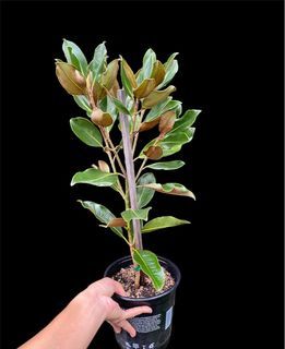 Magnolia plant