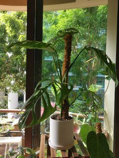 (Category: ) located in . Submitted by selesnya (Listing ID 1244679012, Image 1). Description: .