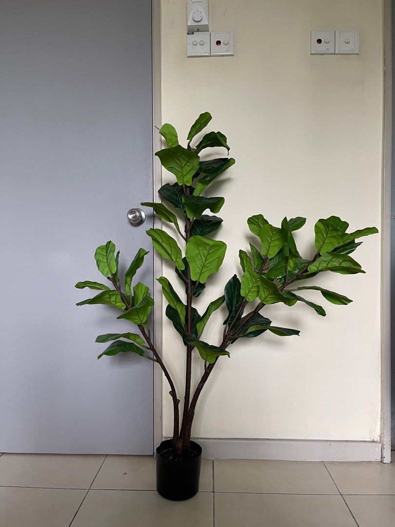 Pokok Hiasan Fiddle Fig, Furniture & Home Living, Home Decor