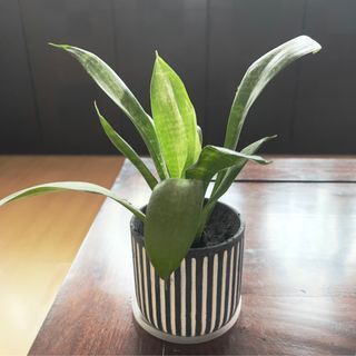 (Category: ) located in . Submitted by loveplants89 (Listing ID 1244737504, Image 1). Description: .