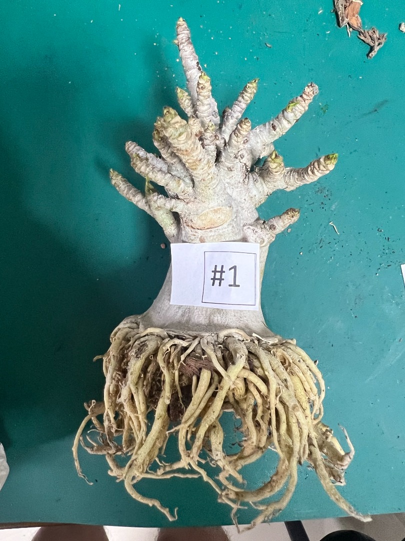 Adenium Arabicum( Trained Roots), Furniture & Home Living, Gardening ...