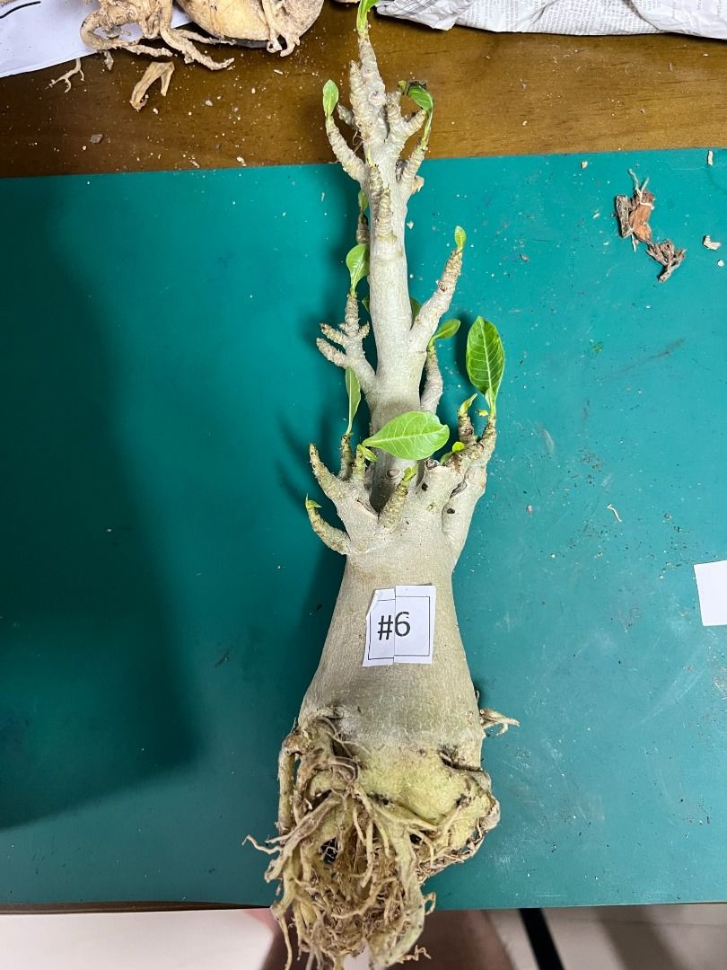 Adenium Arabicum( Trained Roots), Furniture & Home Living, Gardening ...
