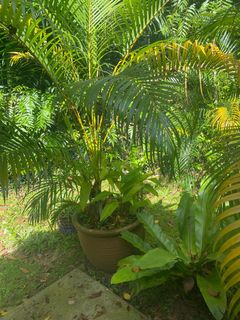(Category: ) located in . Submitted by inderjee (Listing ID 1244862330, Image 1). Description: .