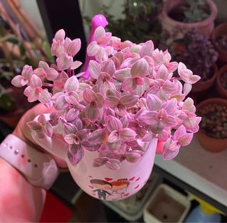 (Category: ) located in . Submitted by love_all (Listing ID 1245018672, Image 1). Description: .