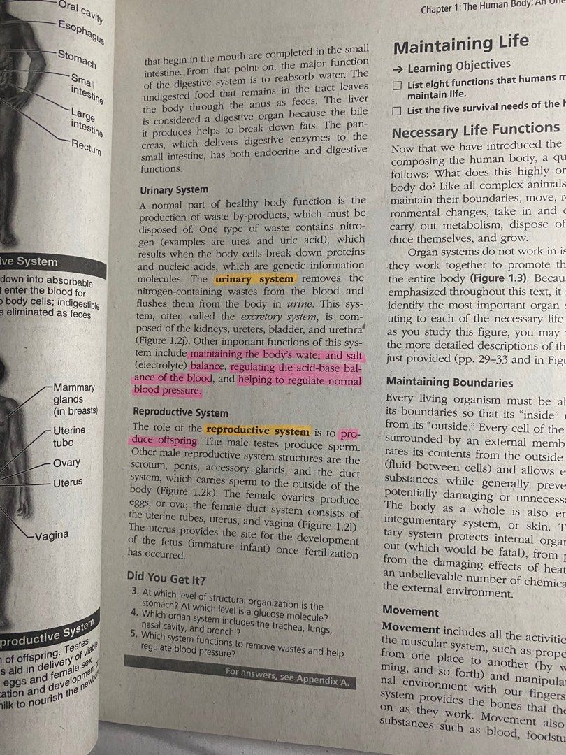 Essentials of Human Anatomy & Physiology (Pearson), Hobbies & Toys ...