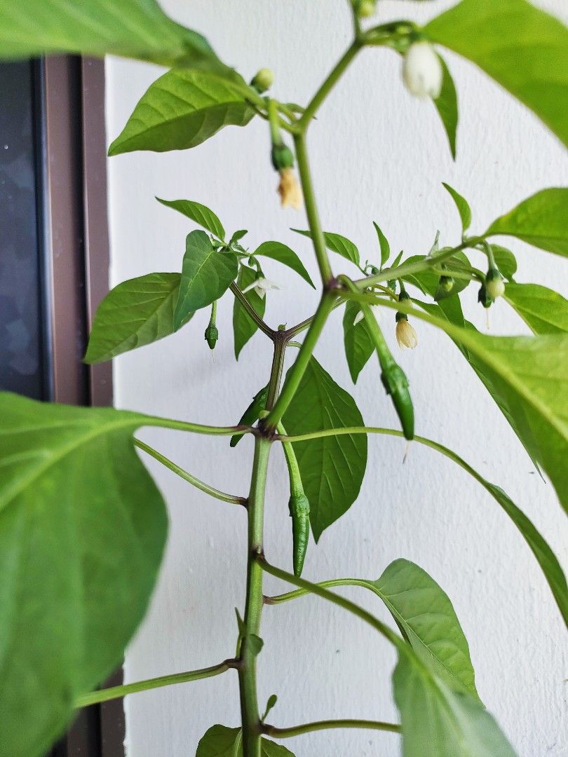Organic fruiting chilli plant, Furniture & Home Living, Gardening