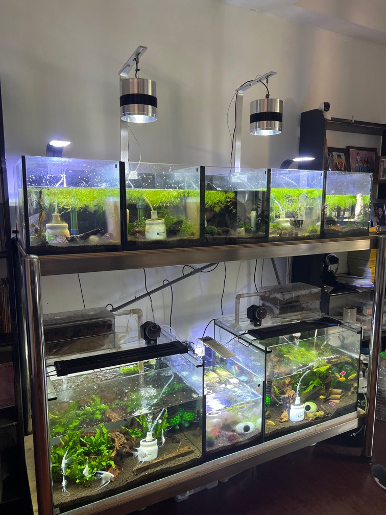 Selling fish shrimp tanks and rack. As a set., Pet Supplies, Homes ...