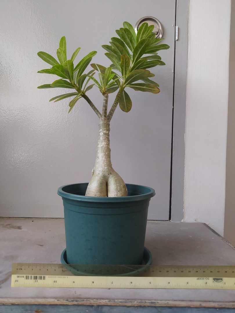Variegated adenium, Furniture & Home Living, Gardening, Plants & Seeds ...