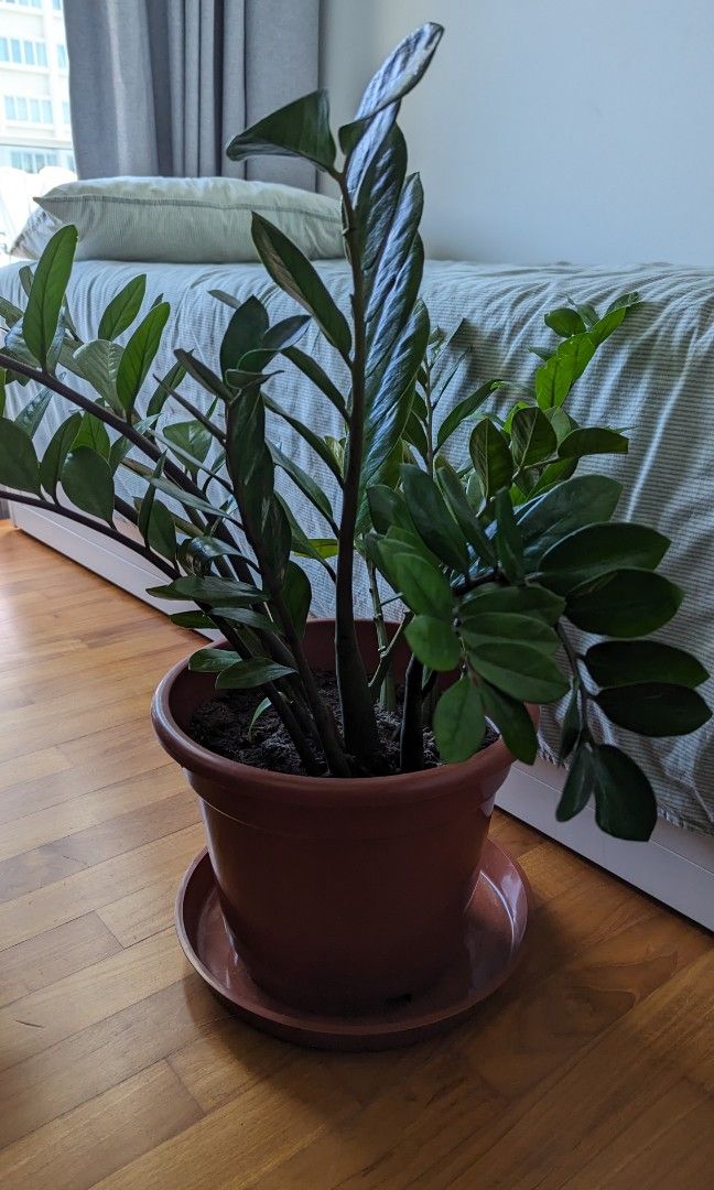 Zamioculcas zamiifolia Plant 65cm, Furniture & Home Living, Gardening