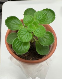 （分類：）位於 。 由 avavas 提交（商品編號 1245093955，圖片 1）。簡介： 。