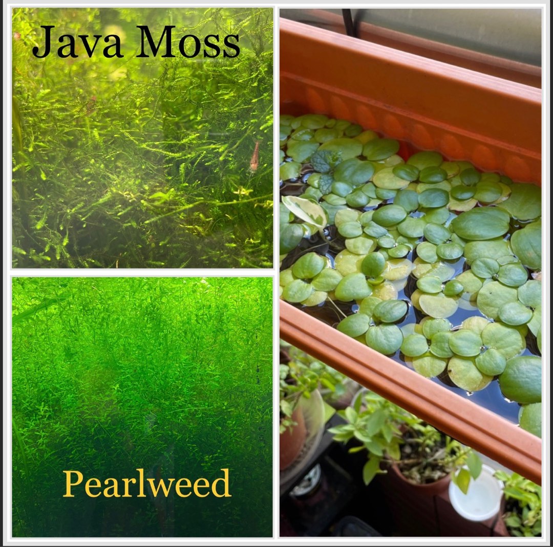 More free aquarium plants!, 傢俬＆家居, 園藝, 植物及種子 Carousell