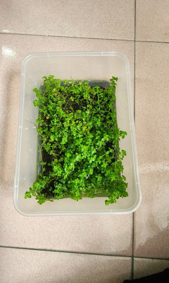 Aquarium plant, Furniture & Home Living, Gardening, Pots & Planters on