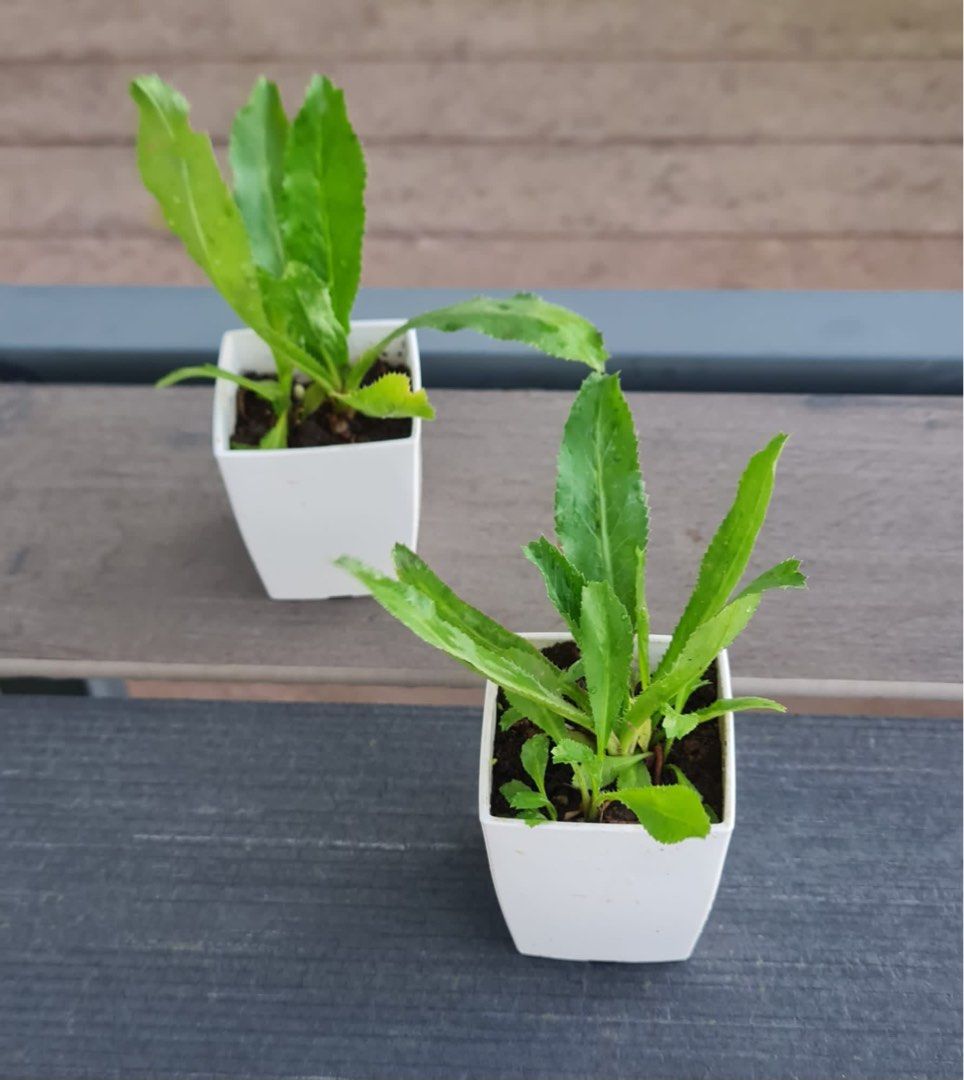 Sawtooth Coriander, Furniture & Home Living, Gardening, Plants & Seeds