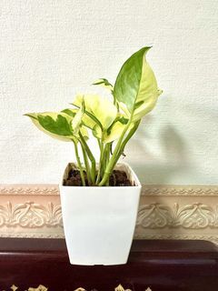 Small pot of  Njoy Money Plant