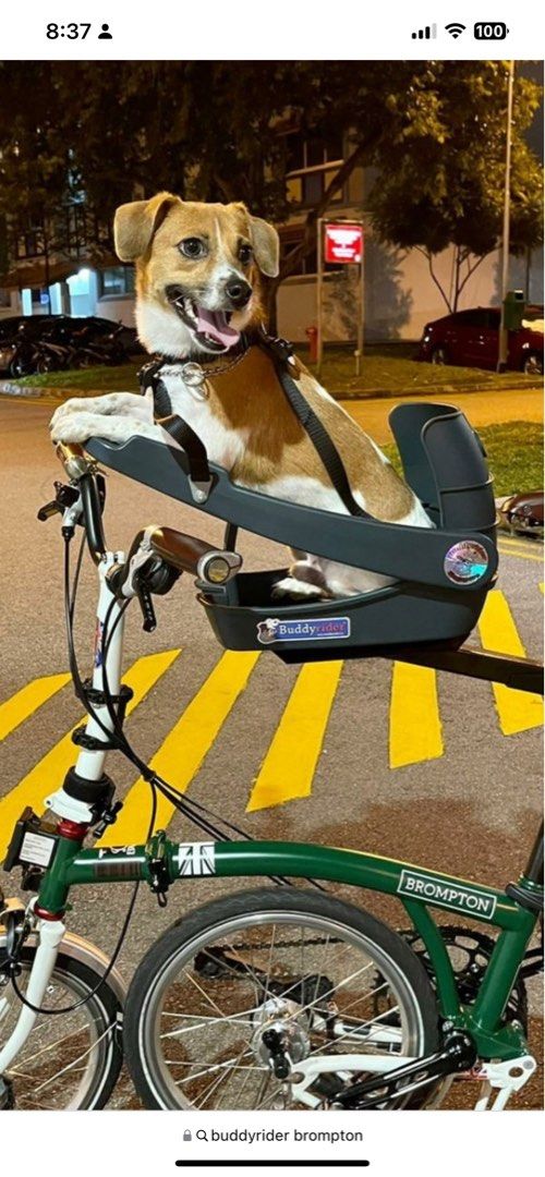 Pet carrier buddyrider, Pet Supplies, Homes & Other Pet Accessories on